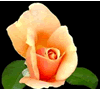 GOVIND